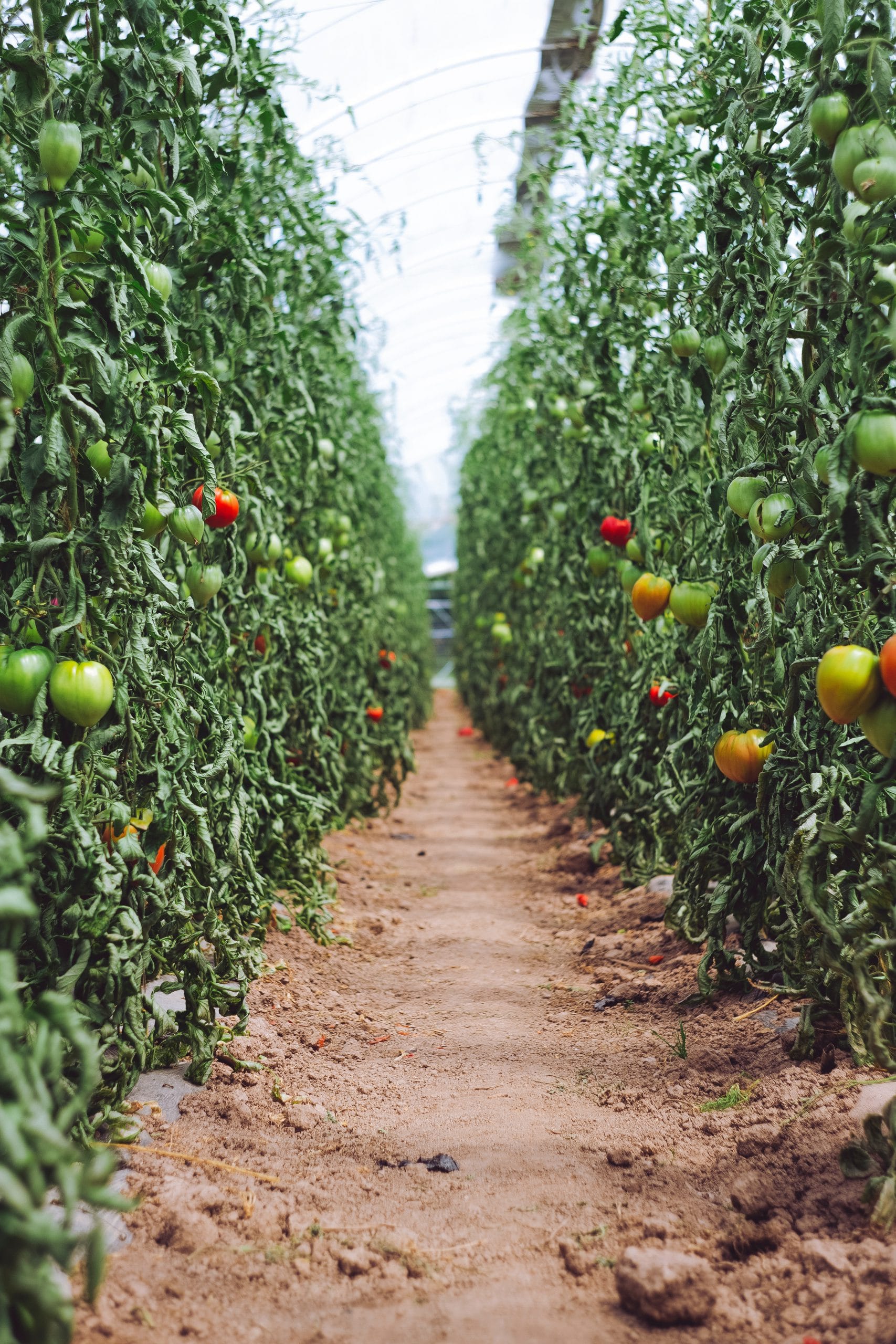 image of two rows of tomato vines